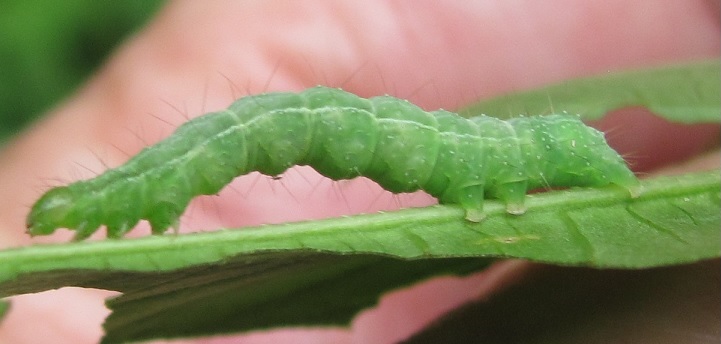 Bruco da ID - Noctuidae Plusiinae